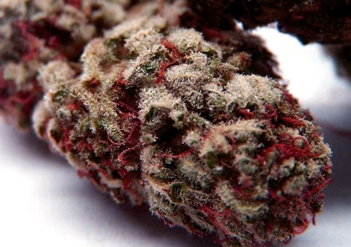 1ndecent3xposure:  Strawberry Cough 