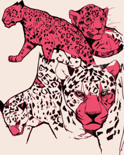 yummytomatoes:  I wanted to draw jaguars 