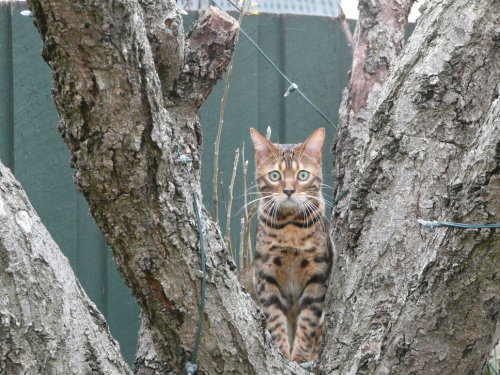 Cat Pictures