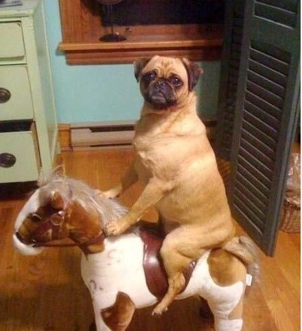 the-absolute-funniest-posts:  Follow this blog, you will love it on your dashboard