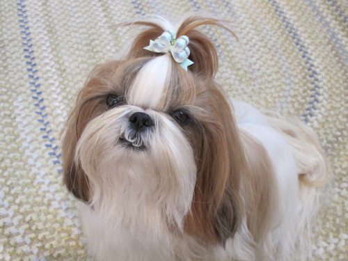 Winnie The Tzu — A Lot Of People Prefer To Shave Their Shih Tzu'S...