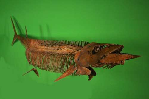 Saurodon - a sword eel Mounted reconstruction on display at the Rocky Mountain Dinosaur Resource Cen