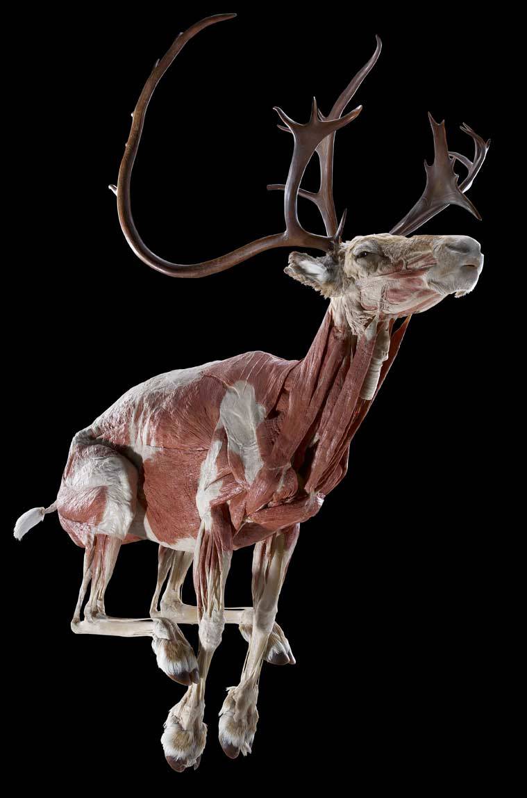 anti-krist:  reindeer plastination 
