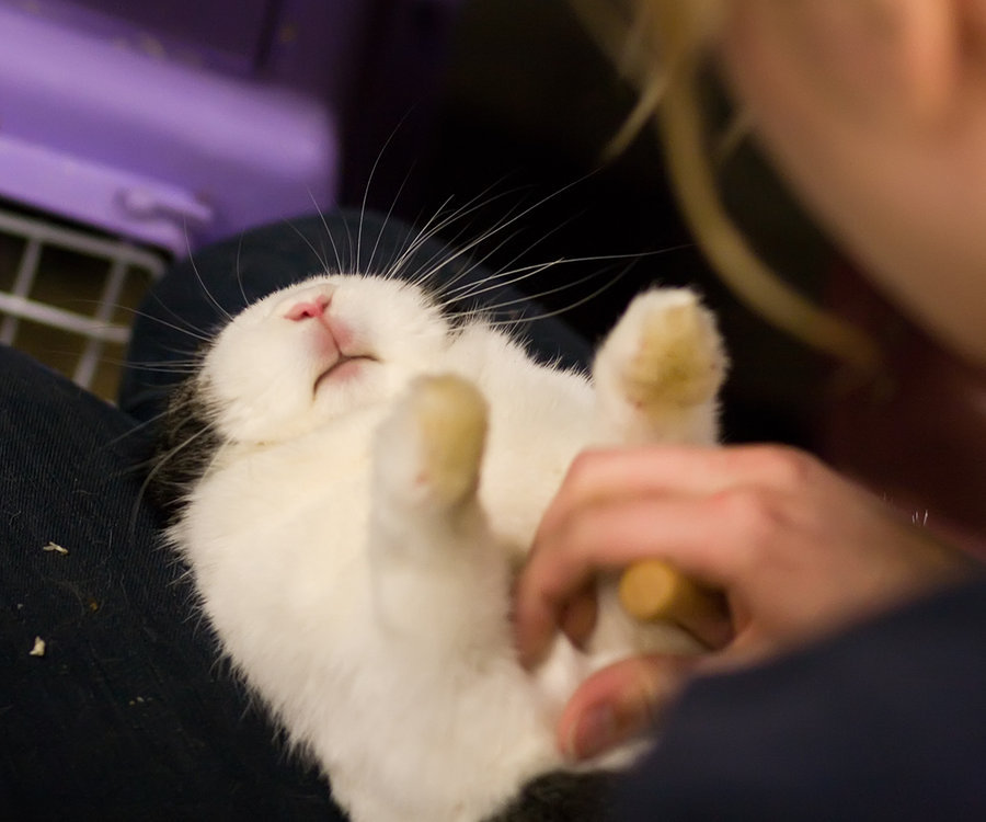 It’s belly rub time, Bunny!
Photo by ©Tomi Tapio