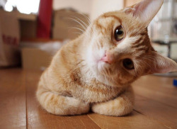 gofuckingnuts:  fuck to go on We Heart It. http://weheartit.com/entry/10907297 