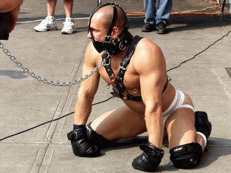 poz-skinhead-pig:  lucky pig