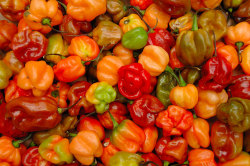 caribbeanmassive:  aow:  I was raised on these ****s I love them  Scotch Bonnet Peppers 