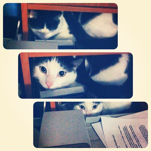 amiamnesia:  04/07/2012. Happy #caturday! Zeppelin wanted to explore behind the printer.