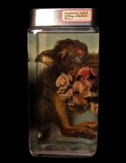 thefatboylarry:  Preserved dissected rabbit.