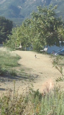 Awww ducky! Lmao he was just standing there till his buddy came along then he left. I hope I see that duck tomorrow at his job again lmao.