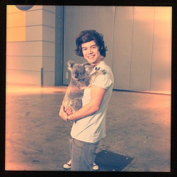 Koala!! - @Harry_Stlyes