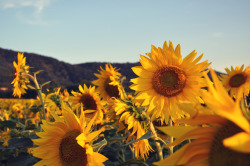 artemisisagirl:  sunflowers 