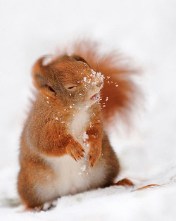 recopic:  Cocaine… that squirrel fucking loves it!!