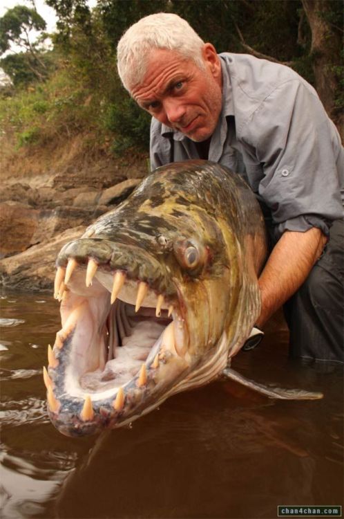 12-gauge-rage:River Monsters…they DO exist! :D