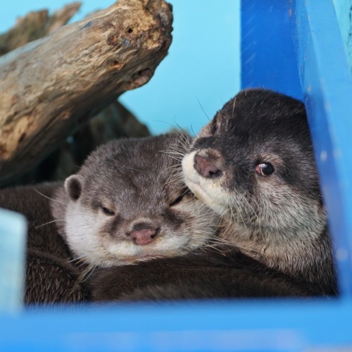 dailyotter:  Otters Snuggle Contentedly Via Beginners’ Blog Otter  me and paul