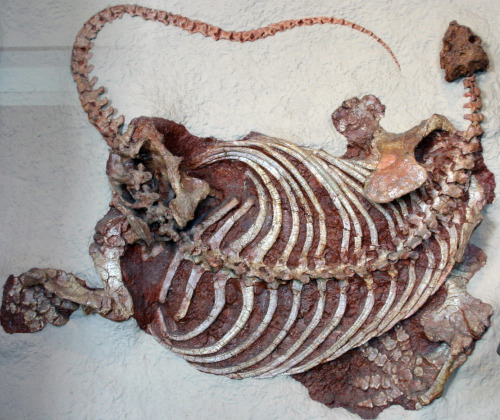 Cotylorhynchus Fossil specimen on display at the American Museum of Natural History Recons