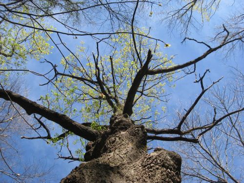 The great oak at Black Rock greening up&ndash;there&rsquo;s a dance in the old dame yet!