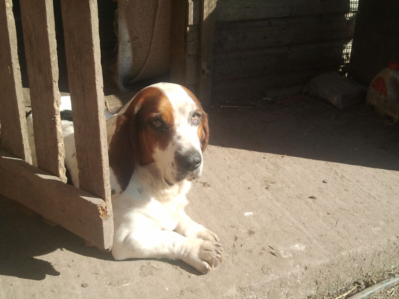 deise animal sanctuary dogs