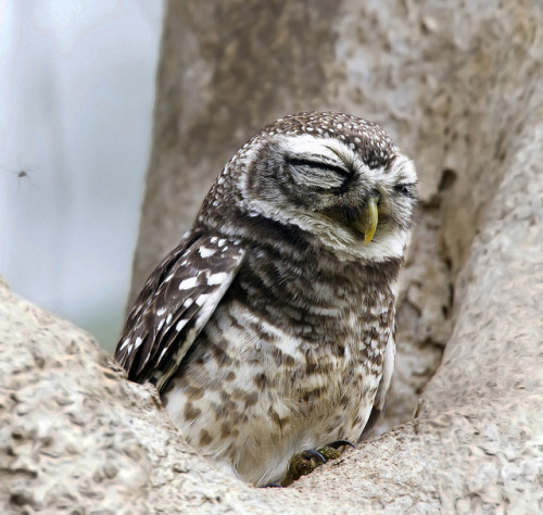 fat-birds:  Spotted Owlet (Athene brama) by gary1844 on Flickr.  @AdorableBipolar