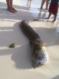definitelyamadmanwithabox:  chelsxee:     eternamentegrasso:  That is a mother fucking eel. Eating a motherfucking puffer fish.  Damn ocean, you weird.     reason 34850347634834753 why i stay the fuck out of the ocean.  Yeah fuck that shit. 