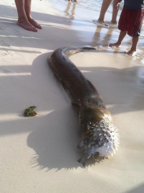 officialjferrari:newyorkangel:jakelynrodriguez123:That is a mother fucking eel. Eating a motherfucki