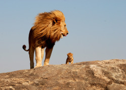 trisjohnthomas:  Lion and cub  