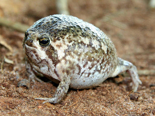 cloesy:  bananaslugbud:  Motherfucking Rain Frogs.  jesus christ 