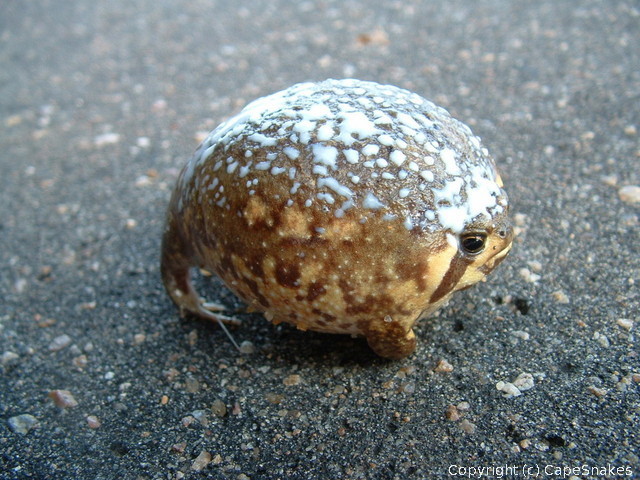 cloesy:  bananaslugbud:  Motherfucking Rain Frogs.  jesus christ 