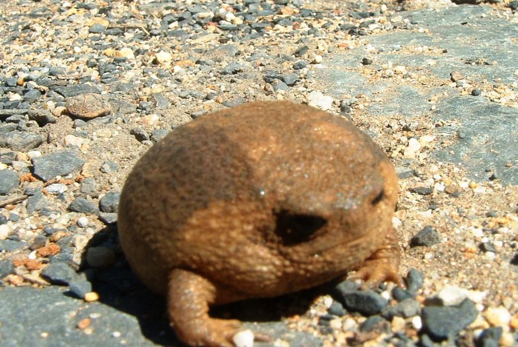 cloesy:  bananaslugbud:  Motherfucking Rain Frogs.  jesus christ 
