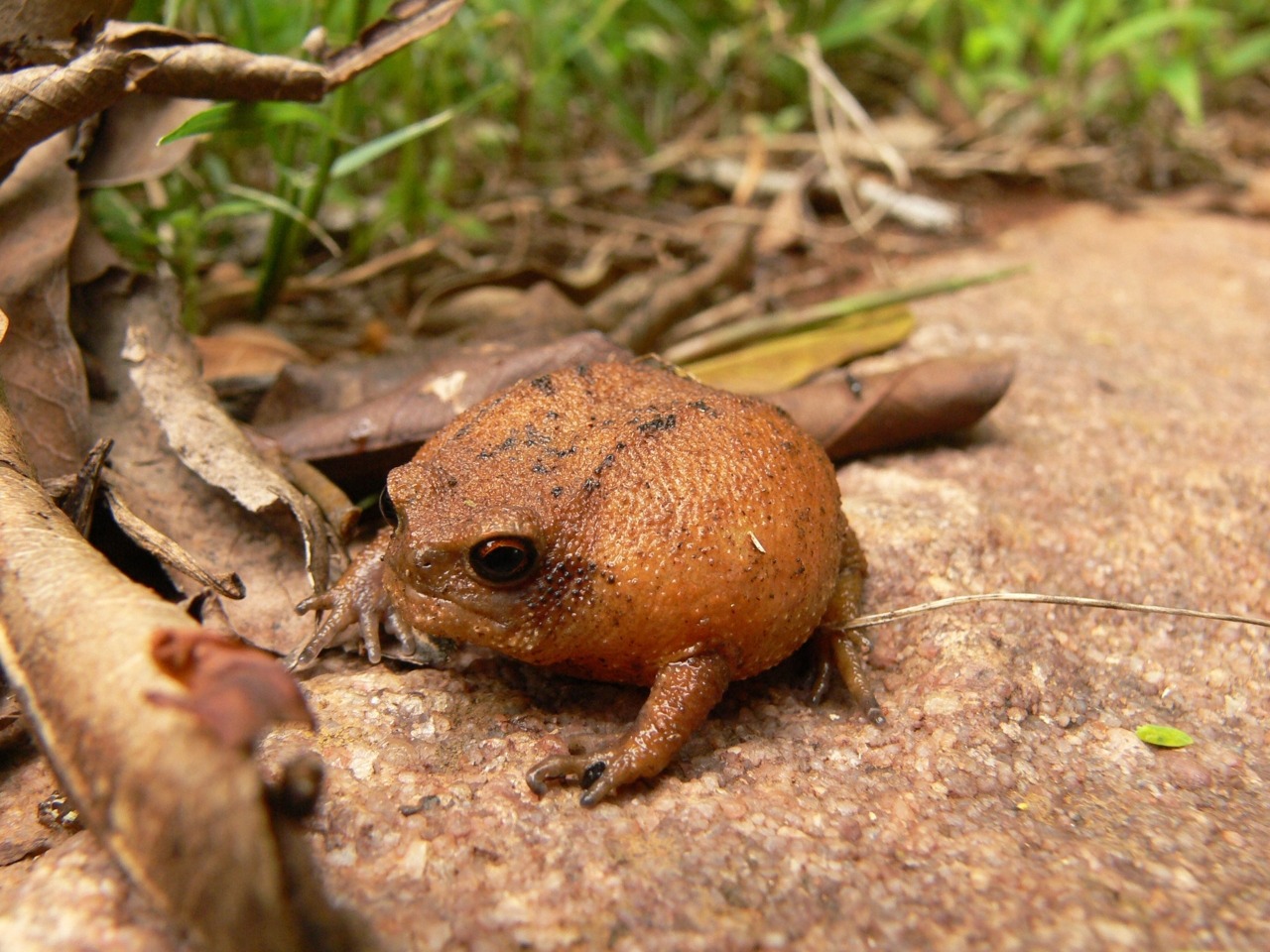 cloesy:  bananaslugbud:  Motherfucking Rain Frogs.  jesus christ 