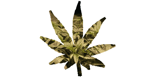 p3d0b3ar:  tomorrow <3