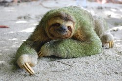 bog-burial:  diatomdiatom:  Sloth and algae co-exist It is very evident that sloths lives in a symbiosis with a green algae called Trichophilus welckeri. The assumption was reinforced by observations made by an algae systematics research team at the Depar