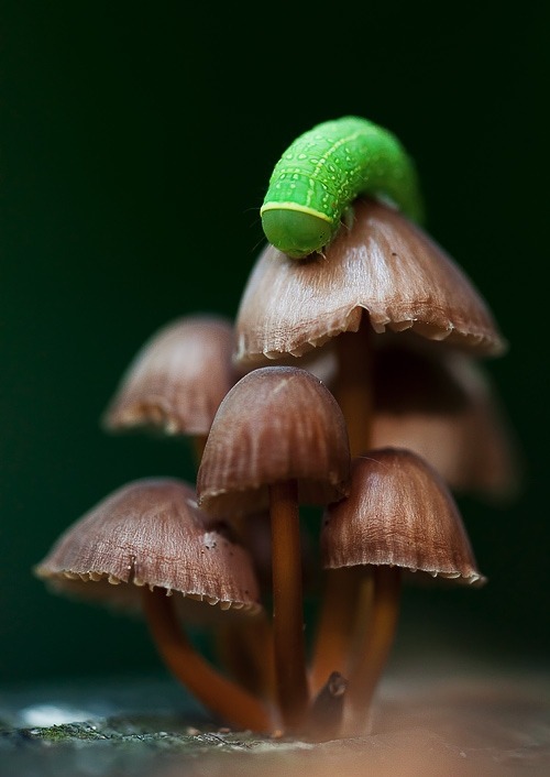 earth-song:  En sous bois” by David Greyo 