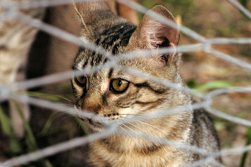 Meow