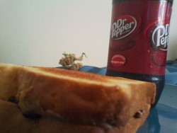 A real meal haha pb and j kush on top c: