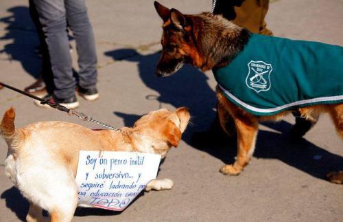 todisappe4r:  ignacioisthereason:  “soy un perro inútil y subversivo y seguiré ladrando por una educación gratuita para todos”  <33333333333333333333 