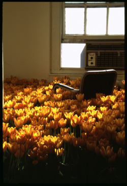 danceabletragedy:  Installation of 28,000 Potted Flowers at the Massachusetts Mental Health Center by Anna Schuleit 