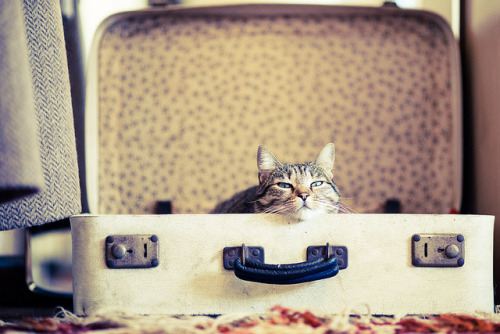everybody wants to be a cat