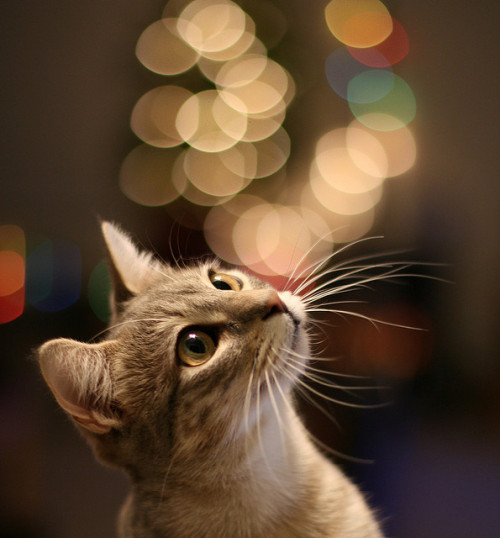 everybody wants to be a cat