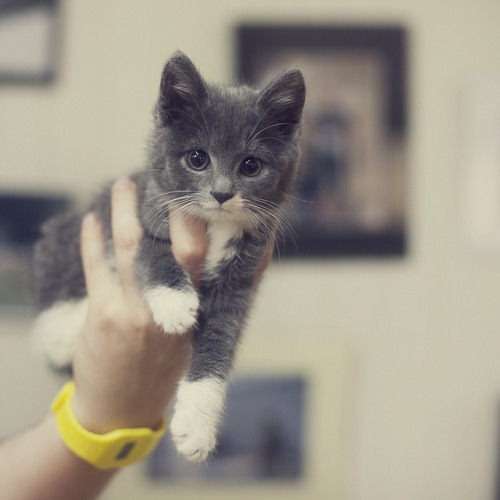 everybody wants to be a cat