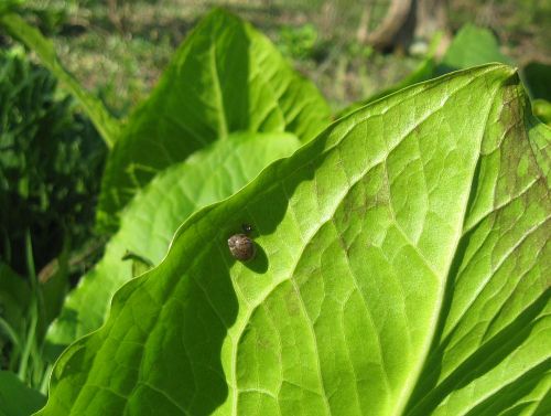 A little snail on a skunk cabbage leaf.