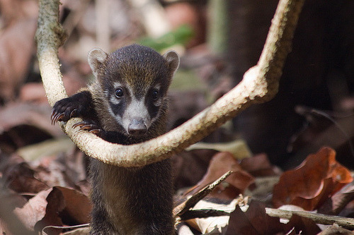 Baby coatimundi, again. New favorite animal, for now. Seriously they&rsquo;re