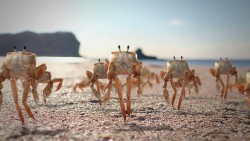 notquitesensible:  halfdry:  1334418776986.jpg  are those crustaceans doing ballet look at those slender legs work it, crabs 