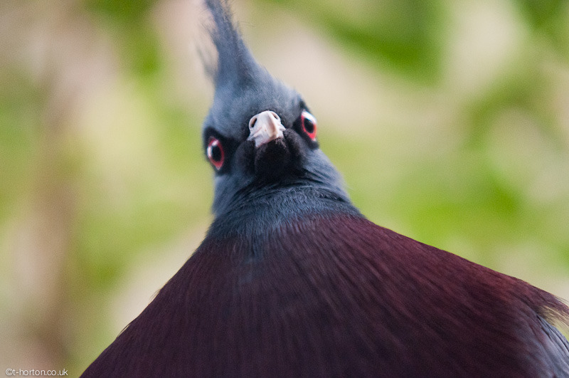 cupcakedinosaur:  theanimalblog:  Derp - by Tom Horton  Donnerdont, this reminds