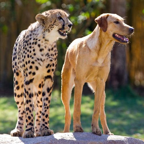 makethissound:  adriofthedead:  grahamalambadingdong:   This week, Busch Gardens Tampa is celebrating a milestone anniversary for a very special relationship. Monday, April 16 marked the one-year anniversary of the first time park guests got to see an