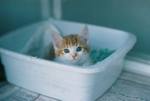 everybody wants to be a cat