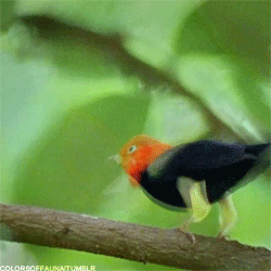 variolite:  colorsoffauna:  Red-capped Manakin porn pictures