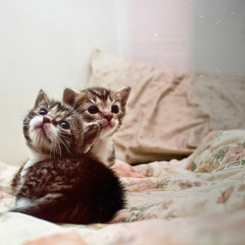 everybody wants to be a cat