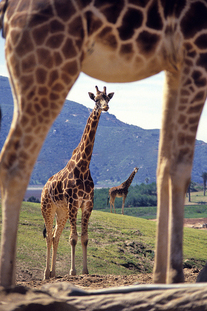 giraffesindeed:  Giraffes by Official San Diego Zoo on Flickr. 