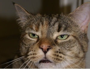 people who say no offense to every offensive thing they say